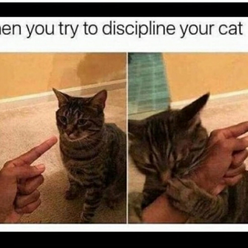 😹 - Picture 2 of 4
